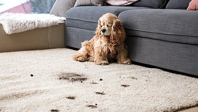 Dog footprints on rug | The Flooring Center
