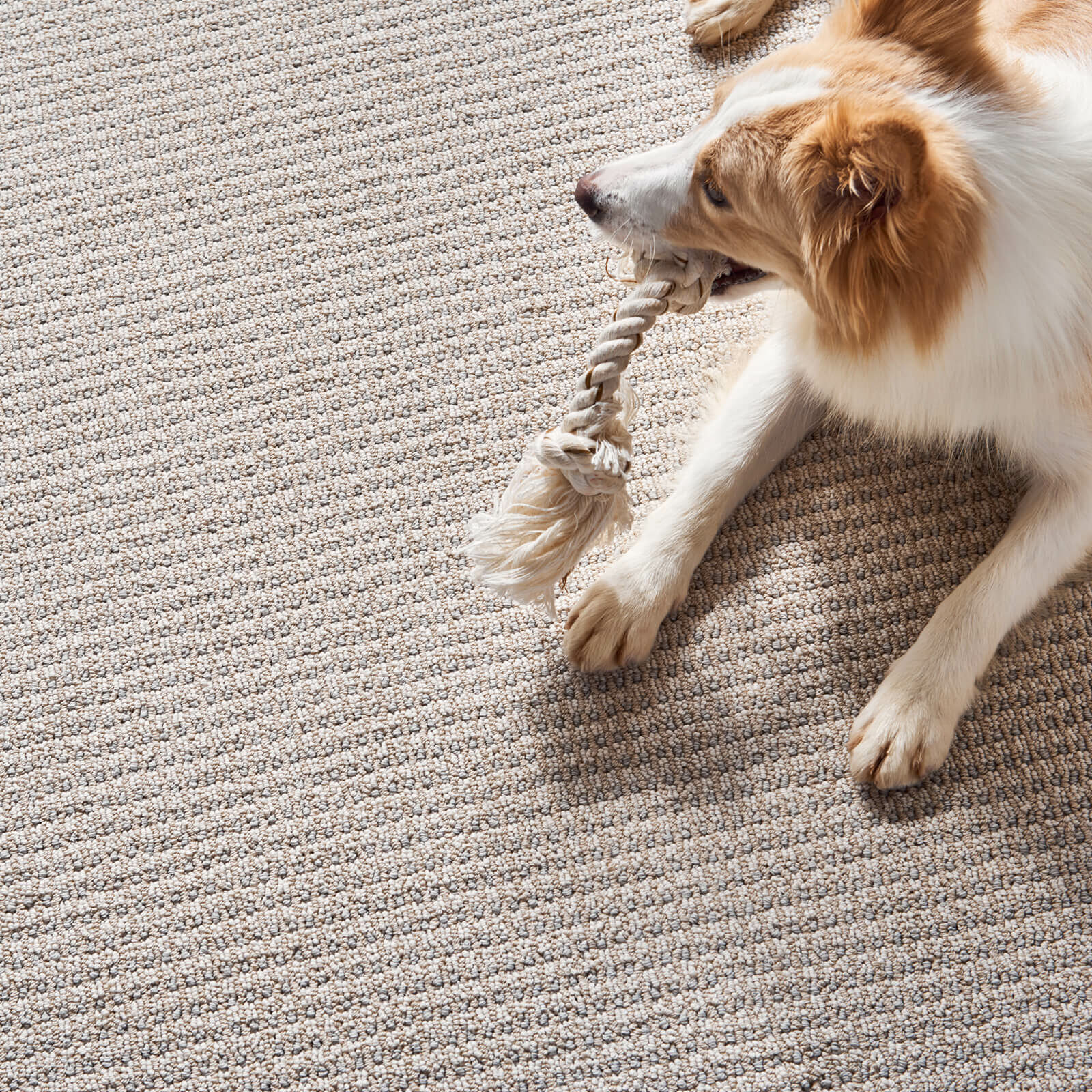 Pet friendly carpet floor | The Flooring Center